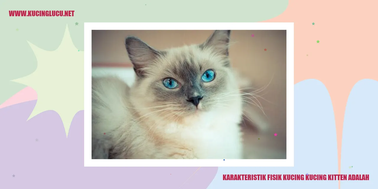 Karakteristik Fisik Kucing Kitten