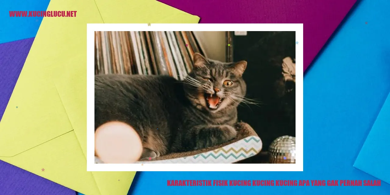 gambar kucing