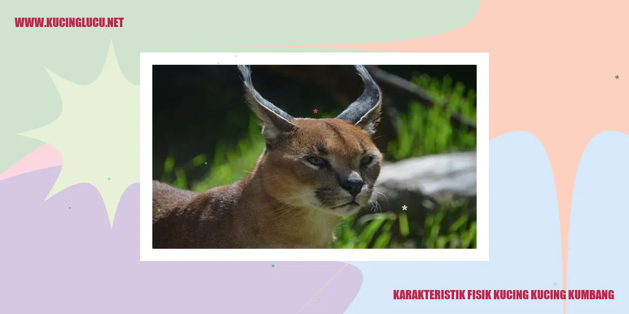 Kucing Kucing Kumbang