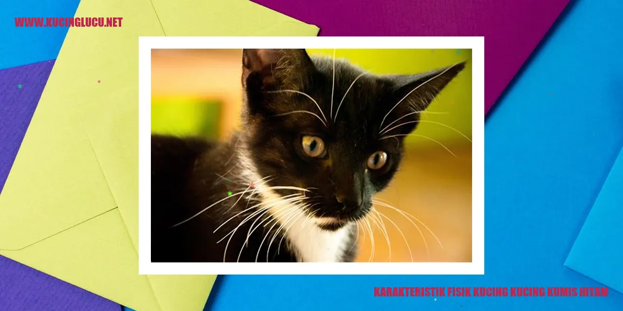 Kucing Kumis Hitam
