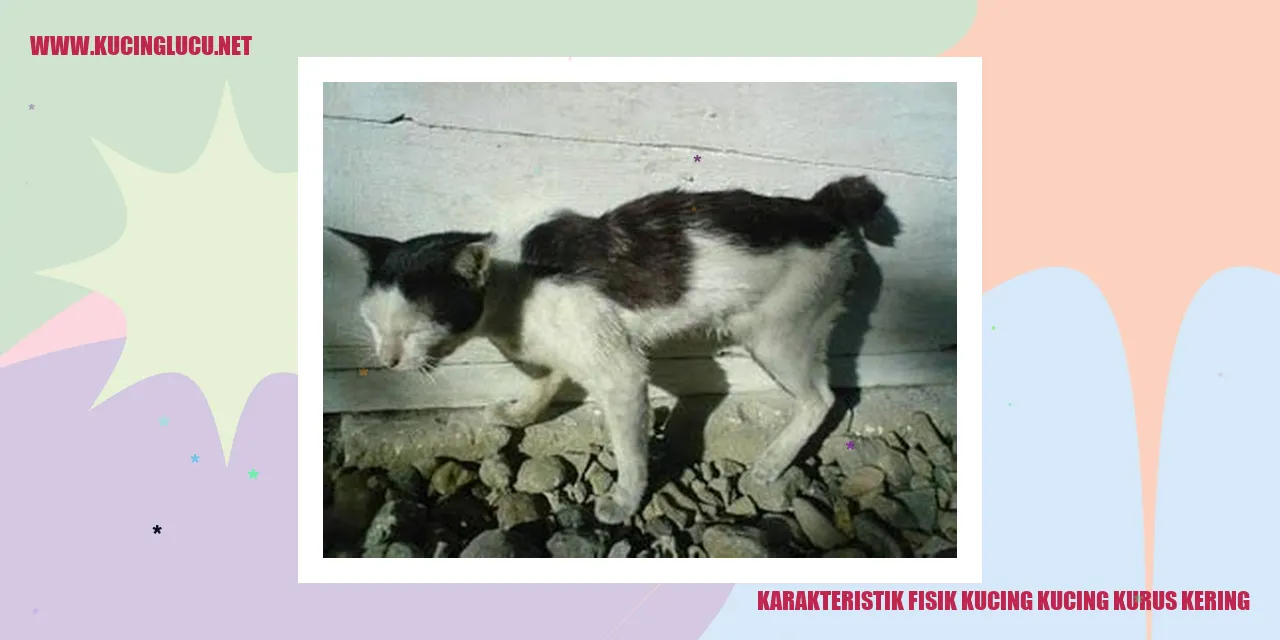 Karakteristik Fisik Kucing kucing kurus kering
