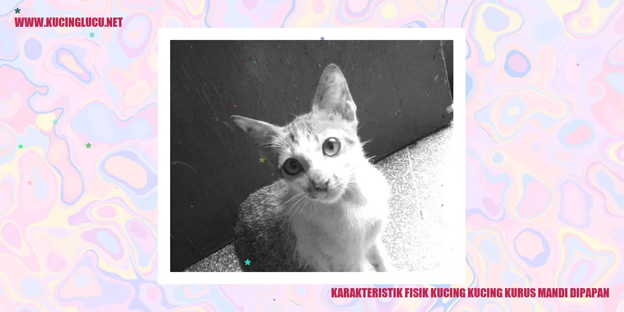 Foto Kucing Kurus yang Mandi di Papan