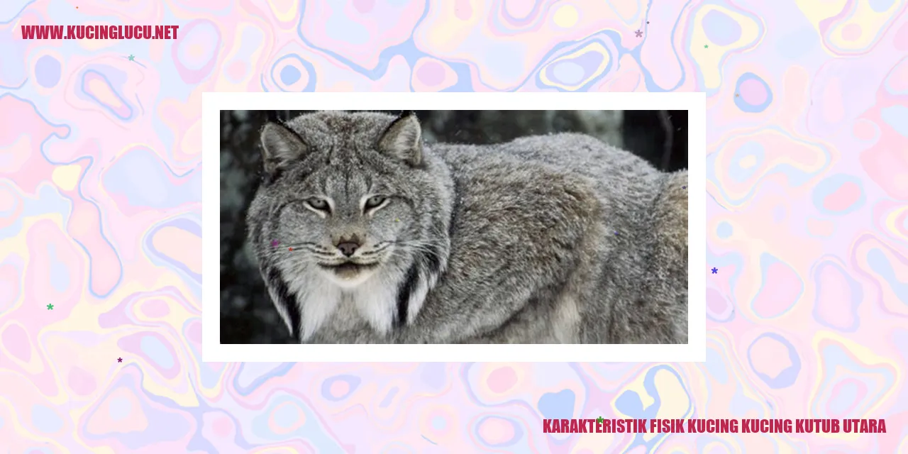 Karakteristik Fisik Kucing Kutub Utara