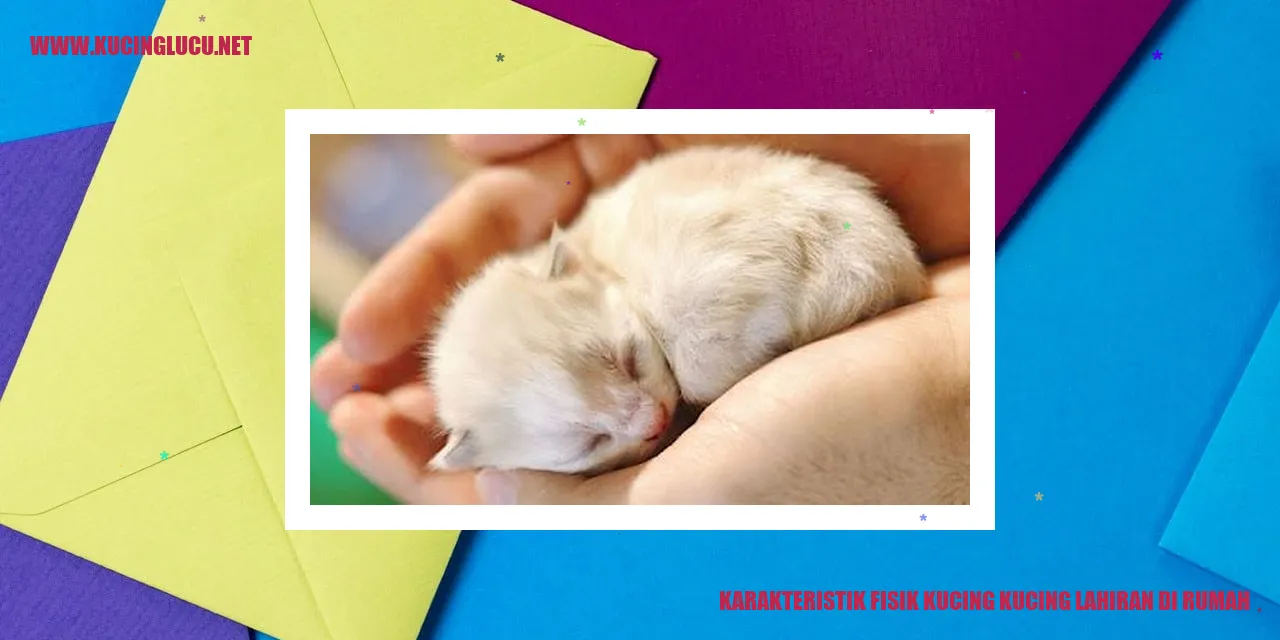 Gambar anak kucing yang dilahirkan di rumah