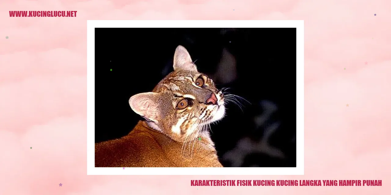 Kucing dengan Fitur Langka