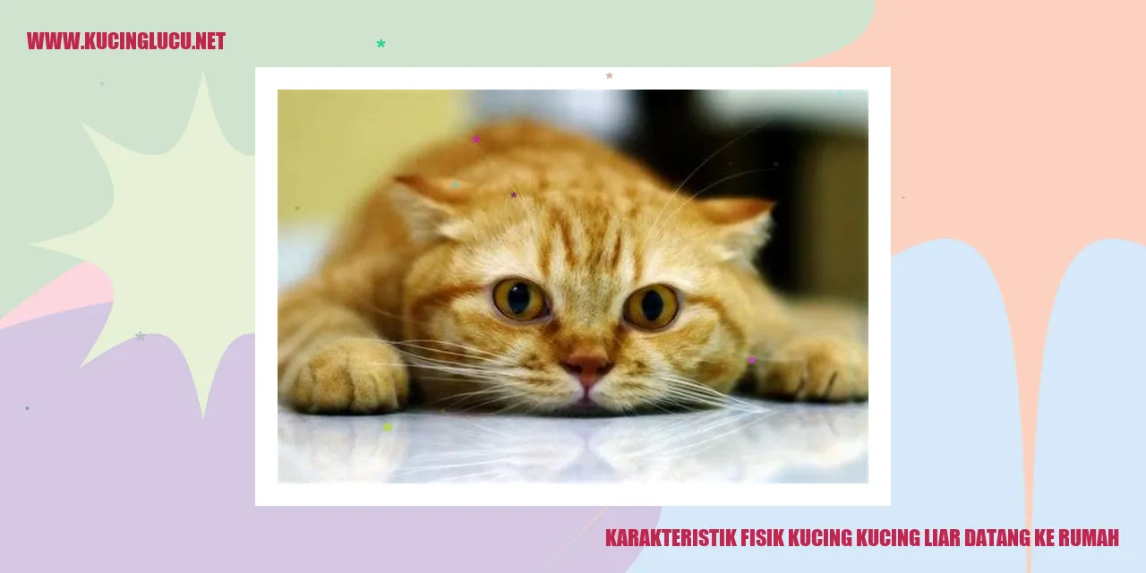 Karakteristik Fisik Kucing Liar