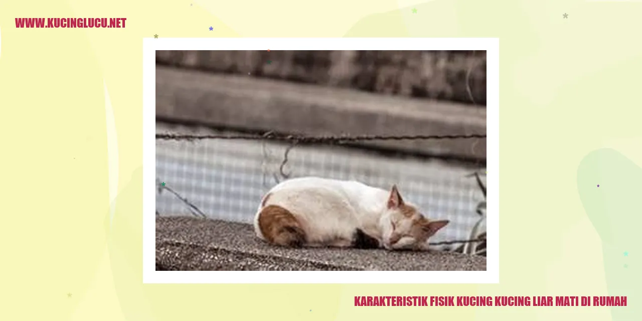 gambar kucing