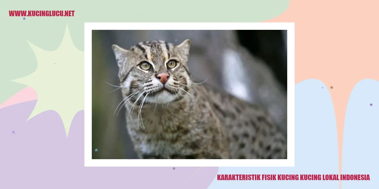 Kucing Lokal Indonesia