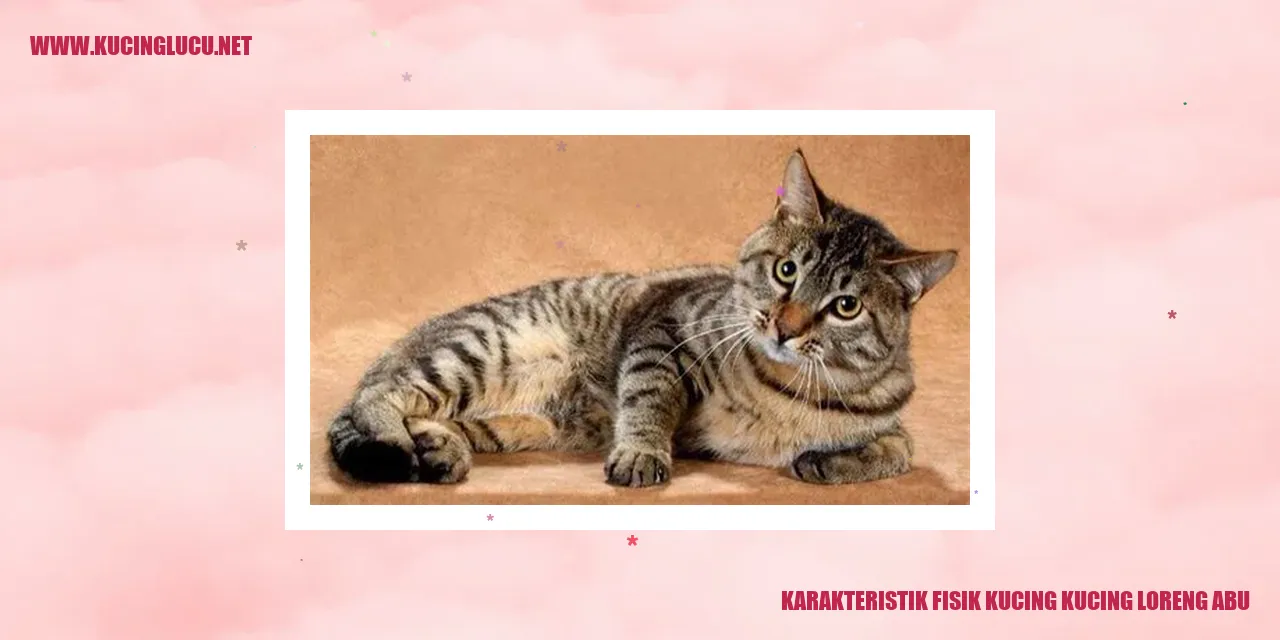 Kucing loreng abu