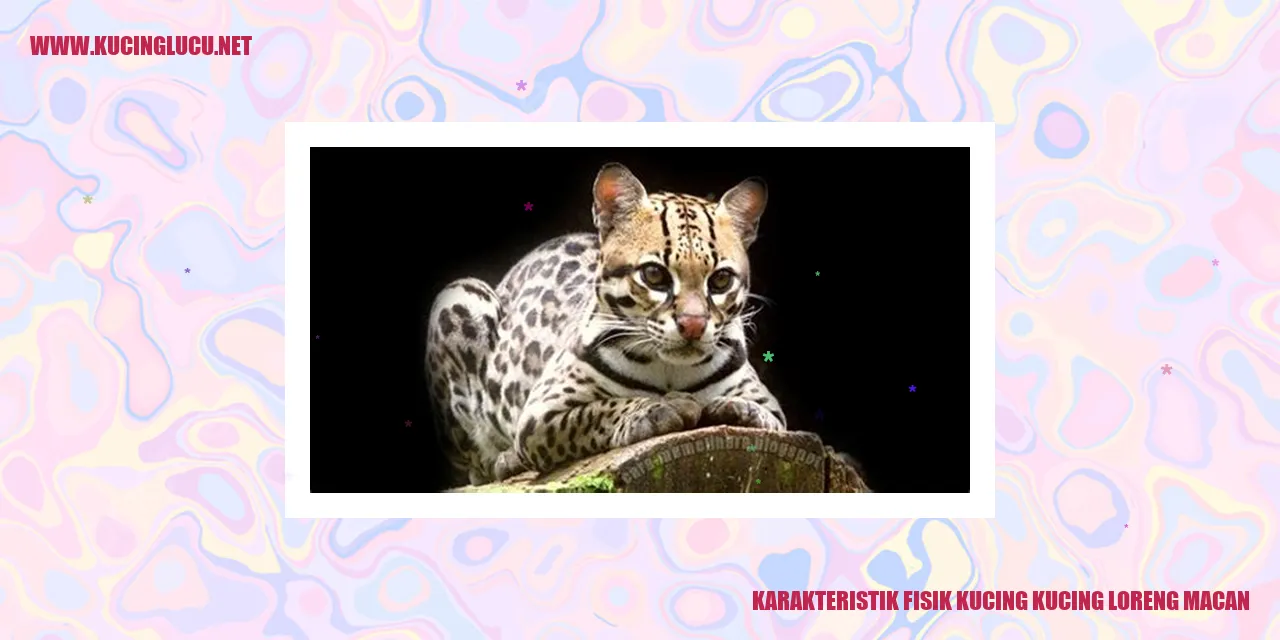 Karakteristik Fisik Kucing Kucing Loreng Macan