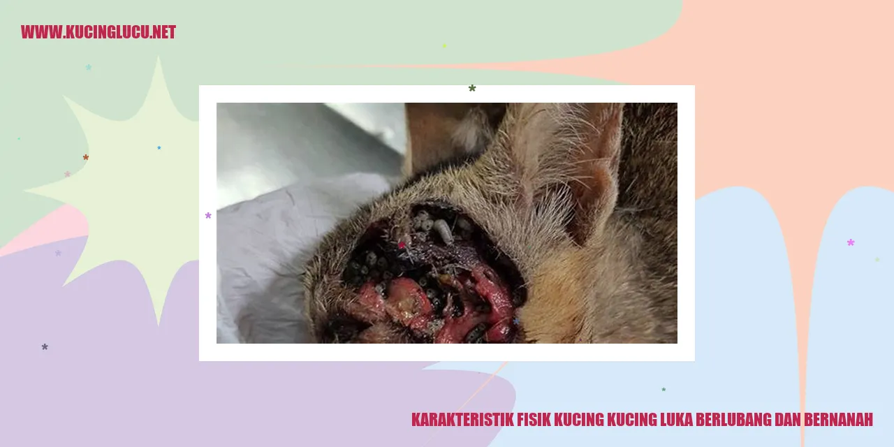 Gambar kucing luka berlubang dan bernanah