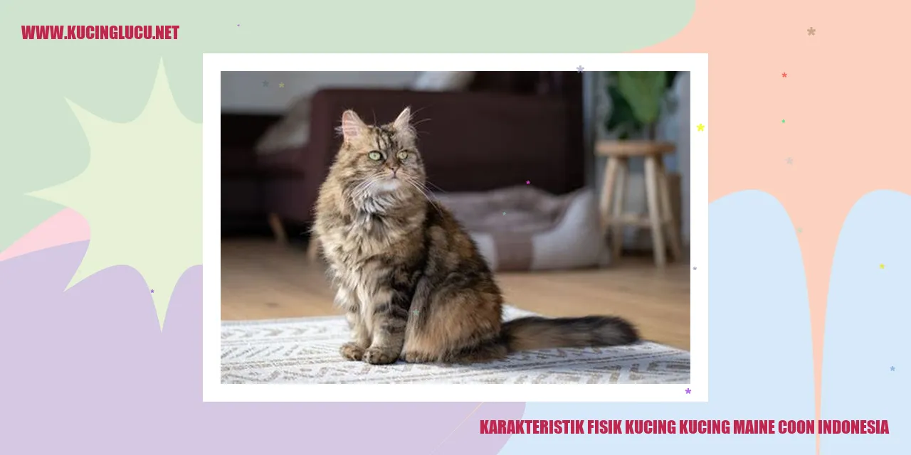 Karakteristik Fisik Kucing Maine Coon Indonesia