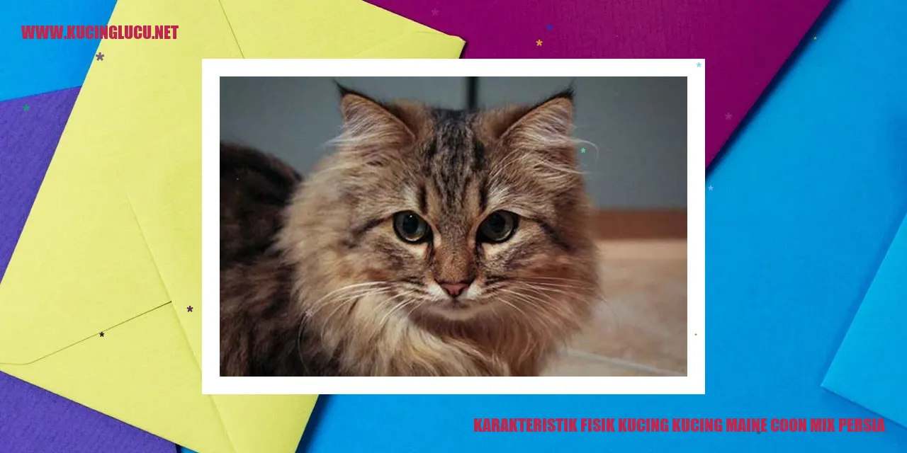 Kucing Maine Coon Mix Persia