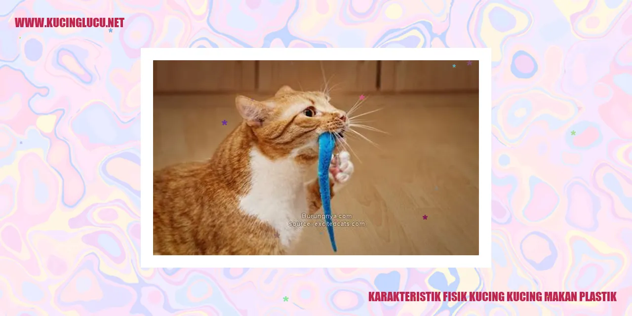 Gambar Kucing dengan Plastik