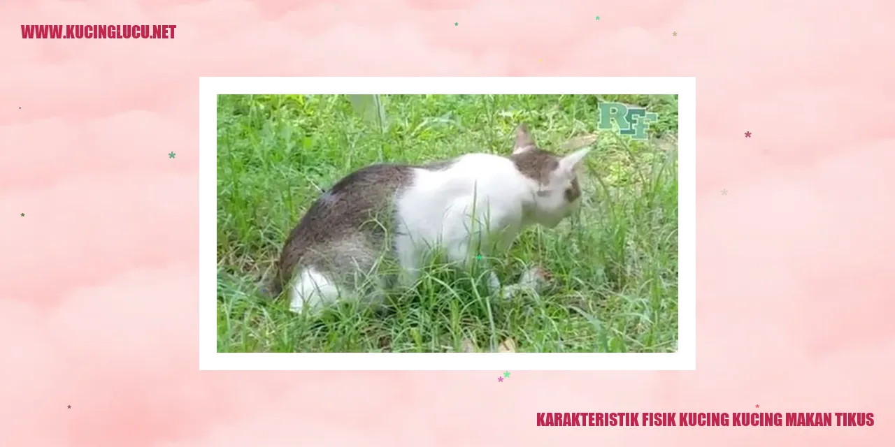 Kucing Makan Tikus
