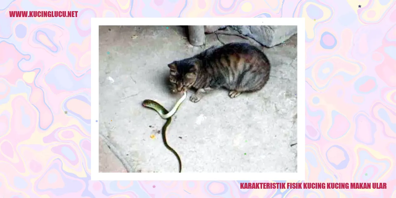 Karakteristik Fisik Kucing