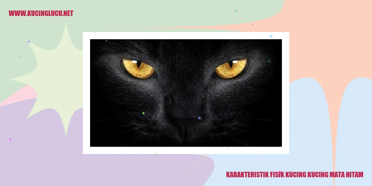 gambar kucing mata hitam