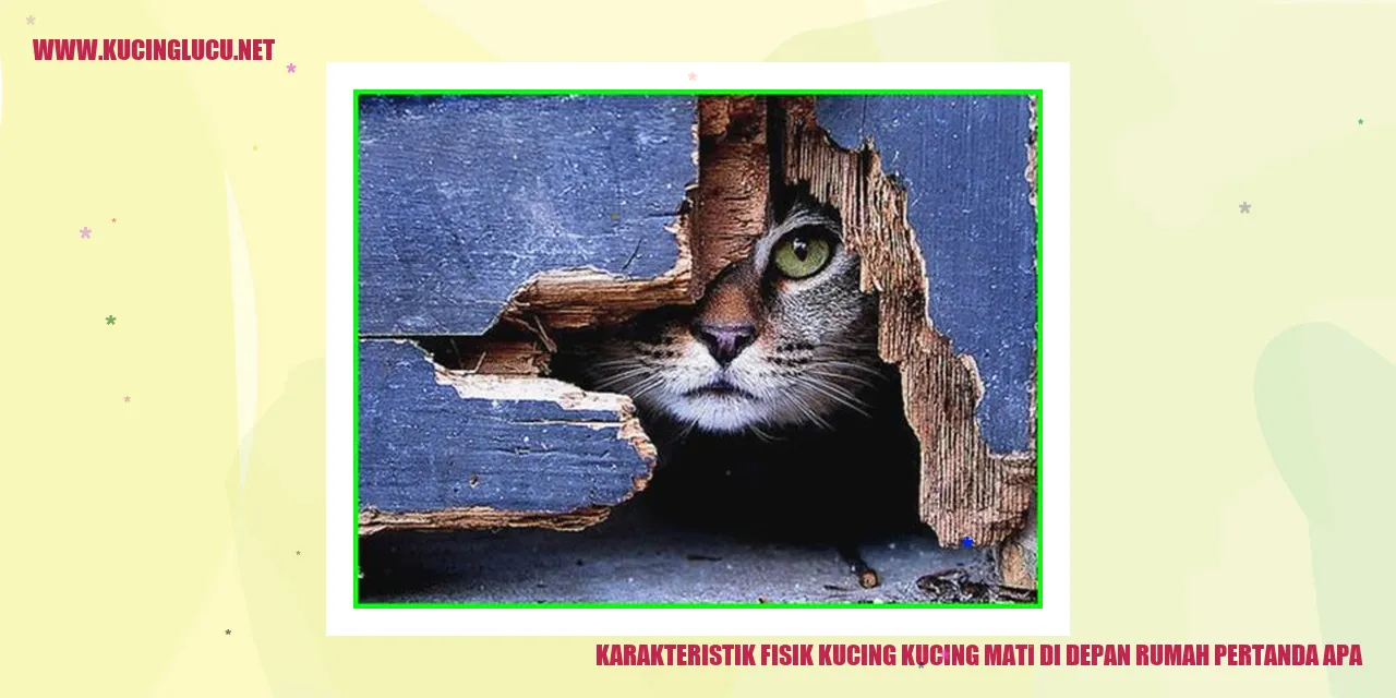 Gambar Kucing yang Menarik