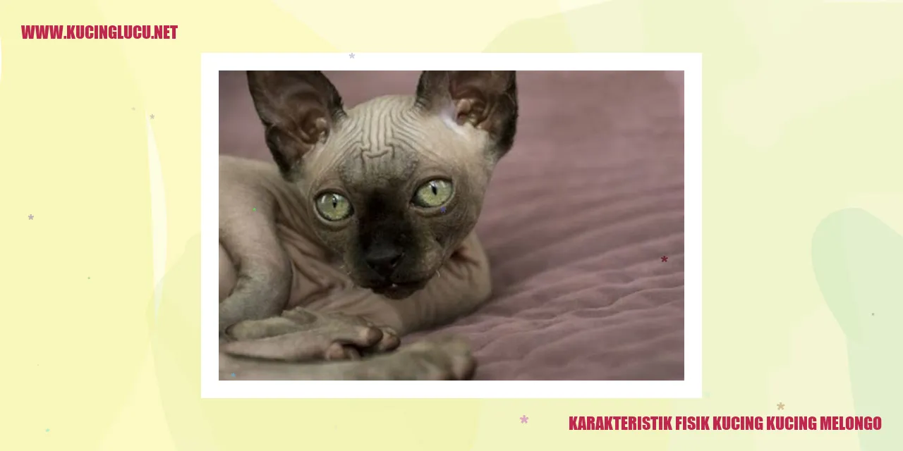 Kucing melongo yang lucu