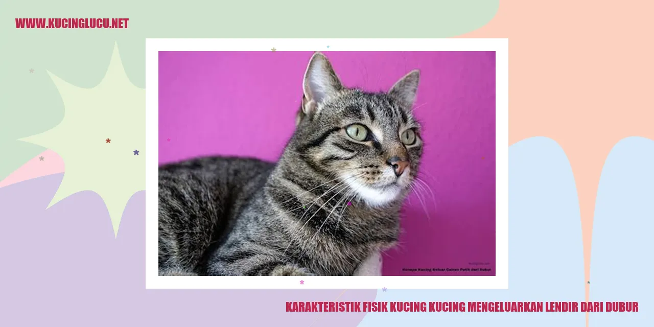 Gambar kucing mengeluarkan lendir dari dubur