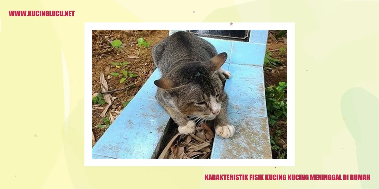 Karakteristik Fisik Kucing kucing meninggal di rumah