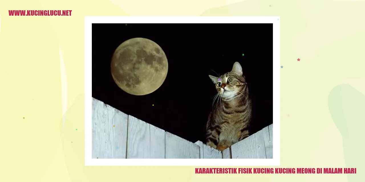 Kucing Meong di Malam Hari
