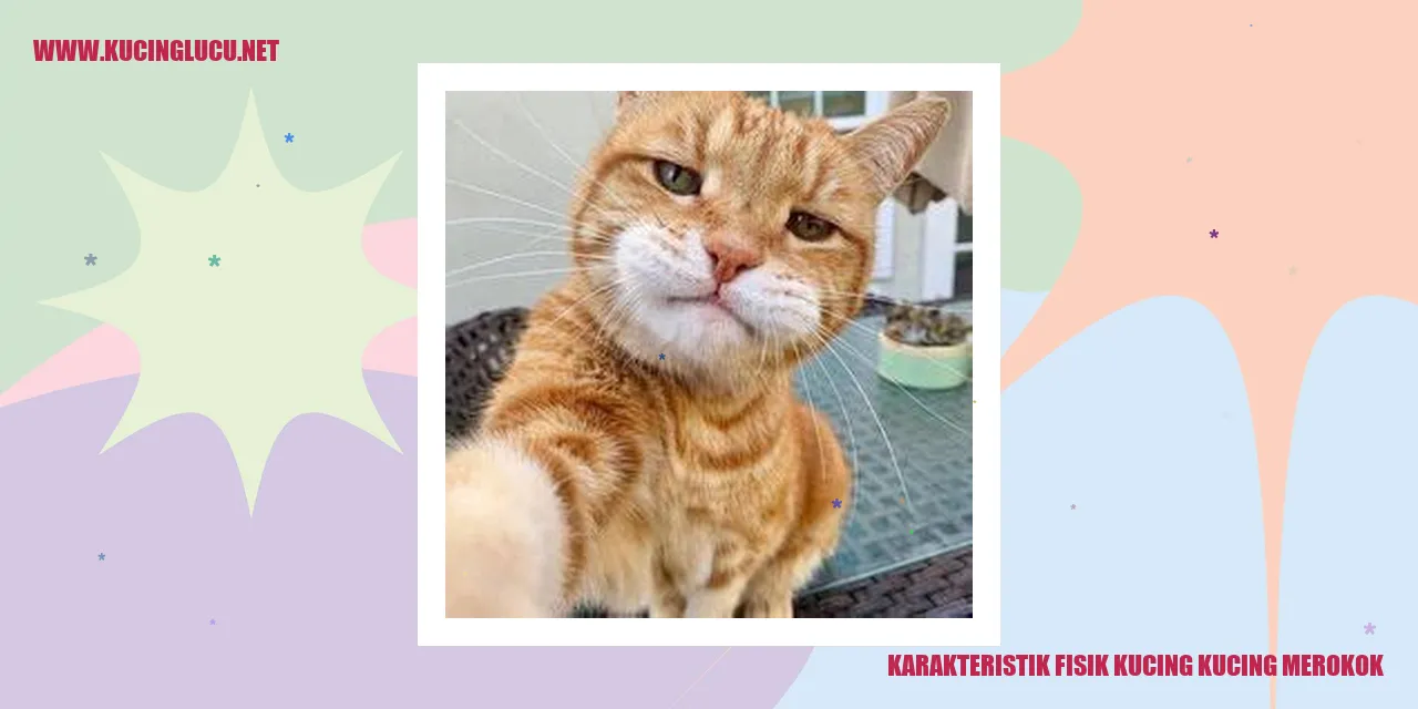 Karakteristik Fisik Kucing kucing merokok