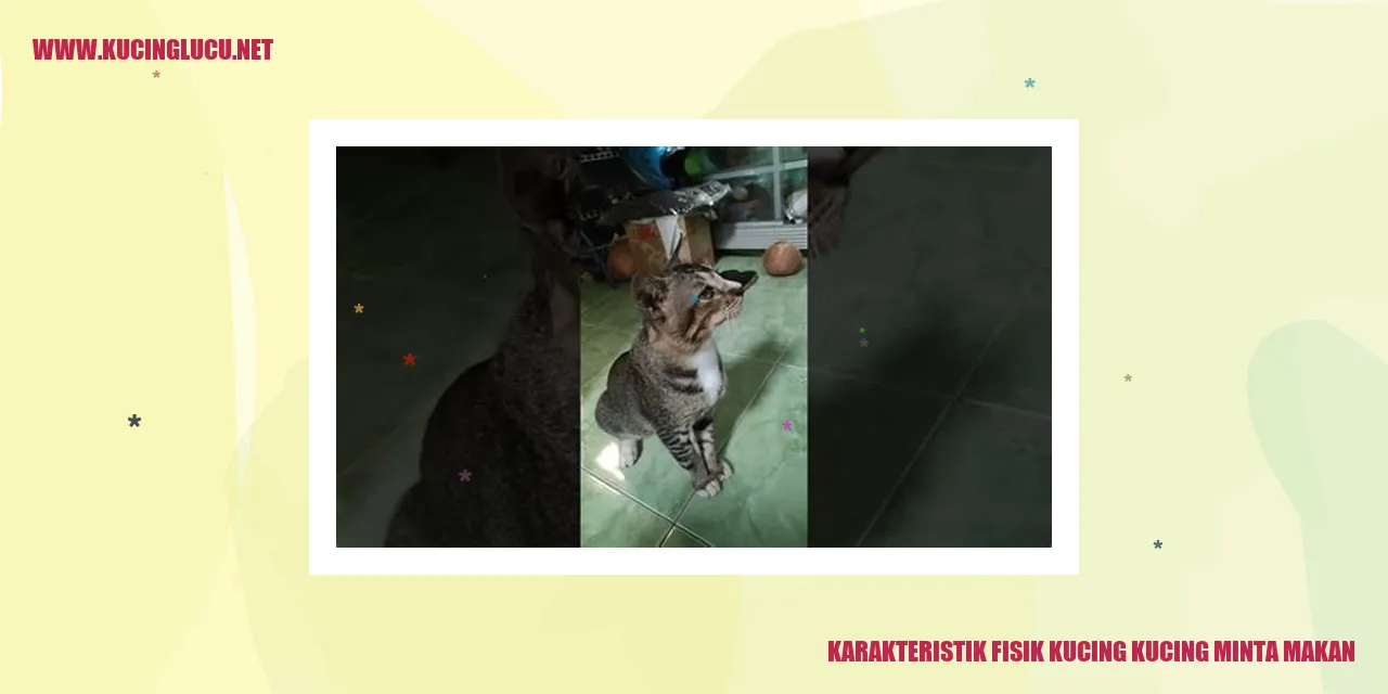 Kucing Meminta Makan