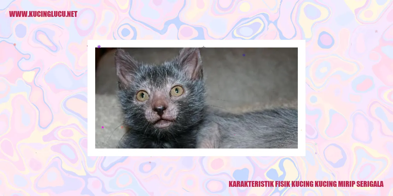 Kucing dan serigala