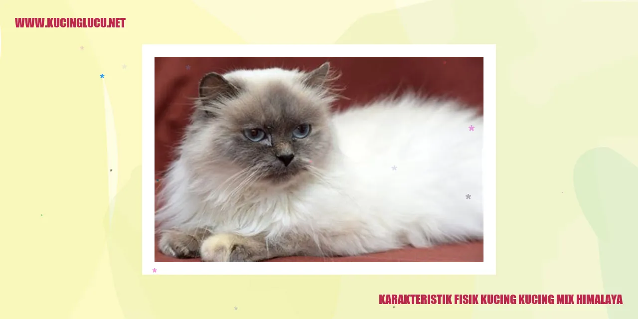 Karakteristik Fisik Kucing mix Himalaya