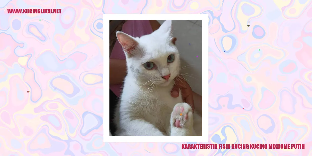 Karakteristik Fisik Kucing Mixdome Putih
