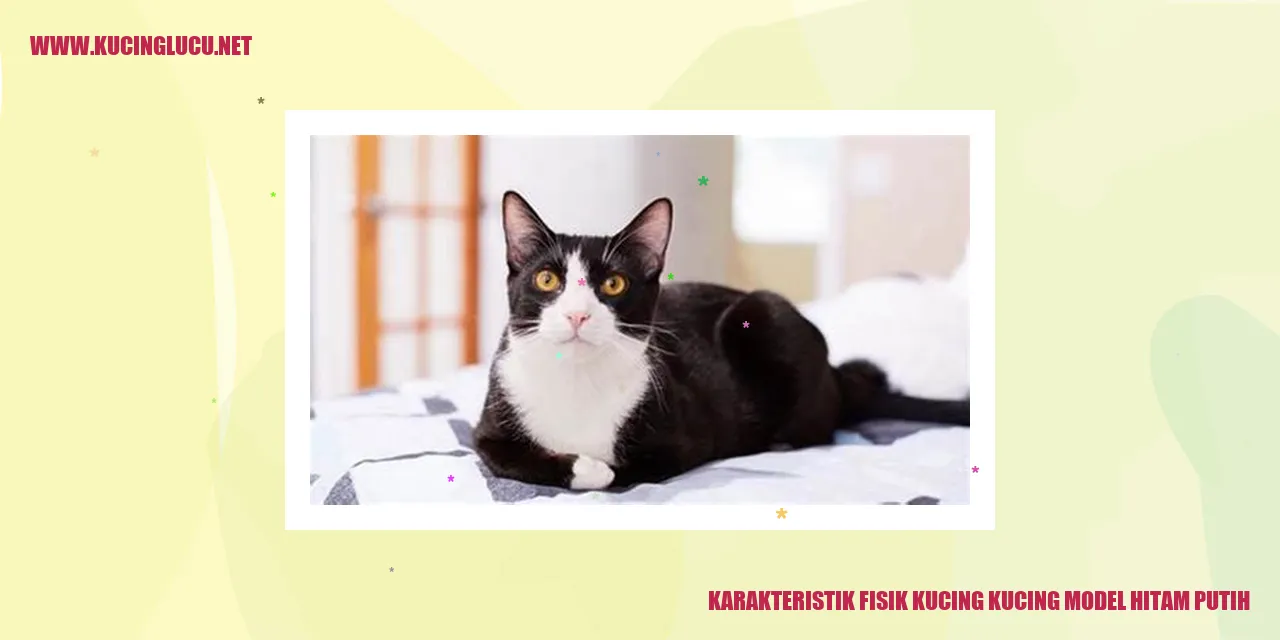 Gambar Menawan Kucing Hitam Putih