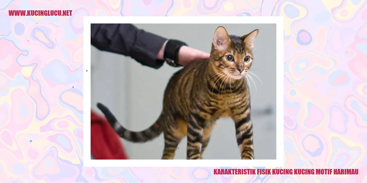 Kucing Motif Harimau