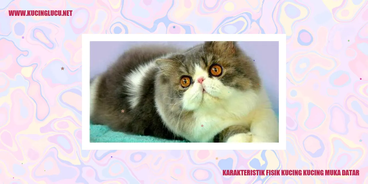 Karakteristik Fisik Kucing Muka Datar