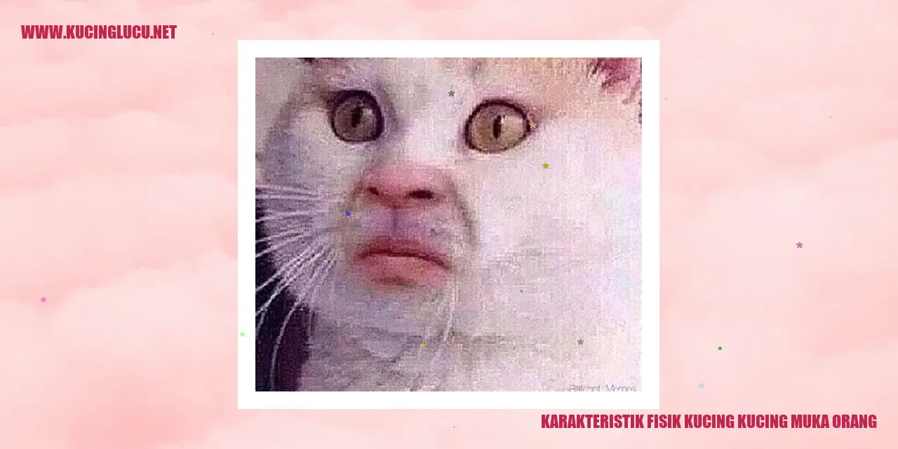 Kucing Muka Orang