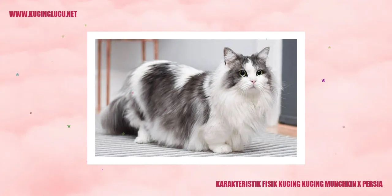 Gambbar Kucing Munchkin x Persia