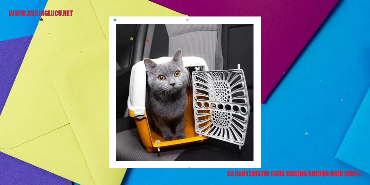 Gambar kucing naik mobil
