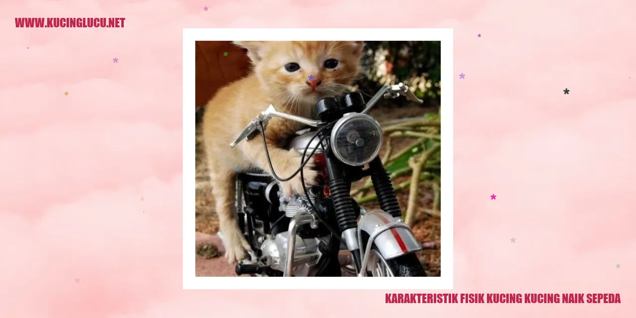 Foto Kucing Naik Sepeda
