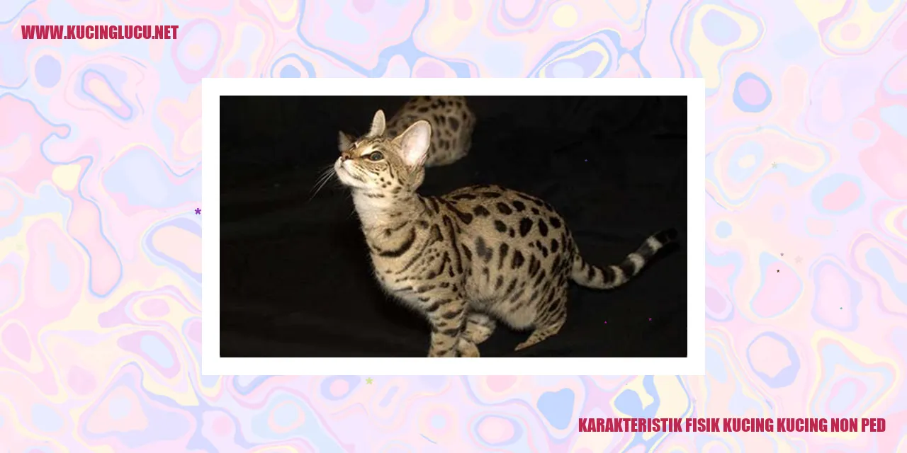 Karakteristik Fisik Kucing kucing non ped