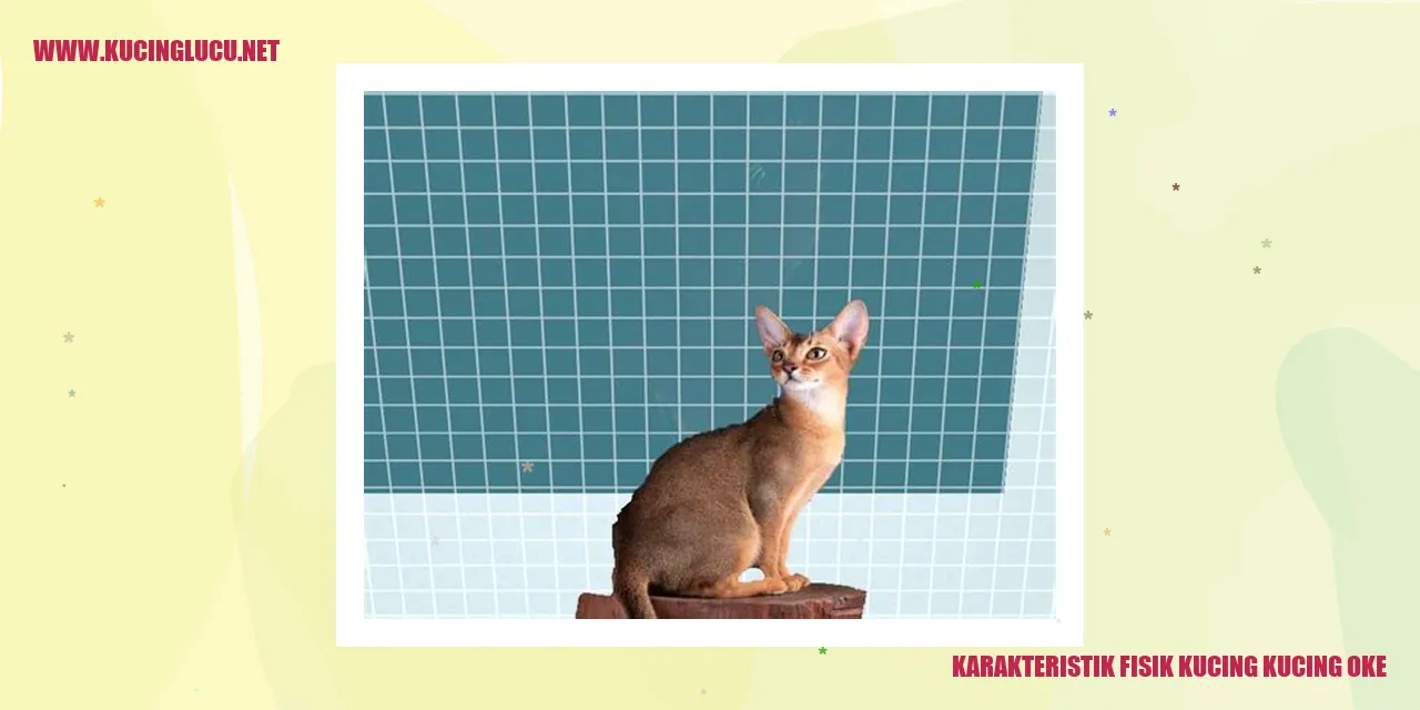 Kucing Lucu