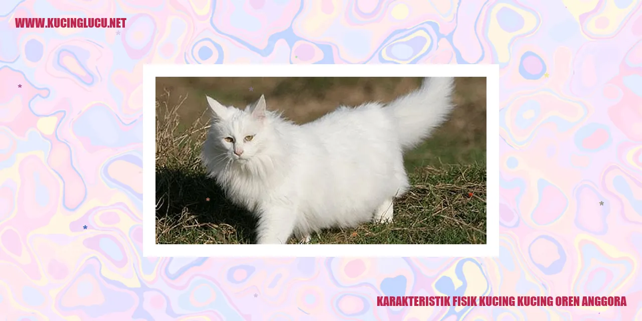 Kucing Oren Anggora