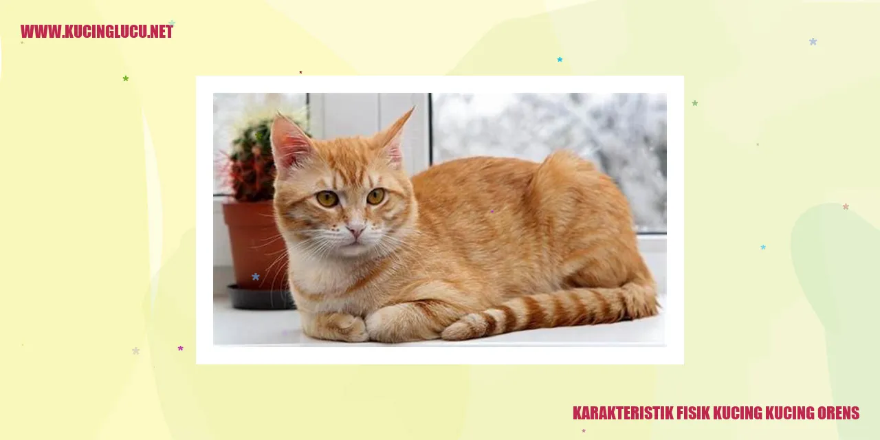 Kucing Orens