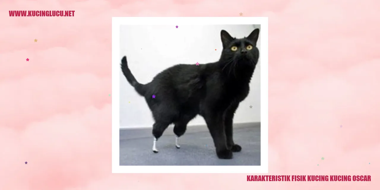 Karakteristik Fisik Kucing Oscar