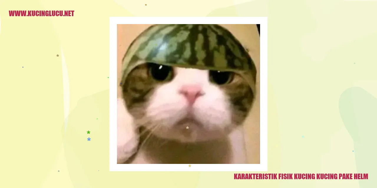 Karakteristik Fisik Kucing kucing pake helm