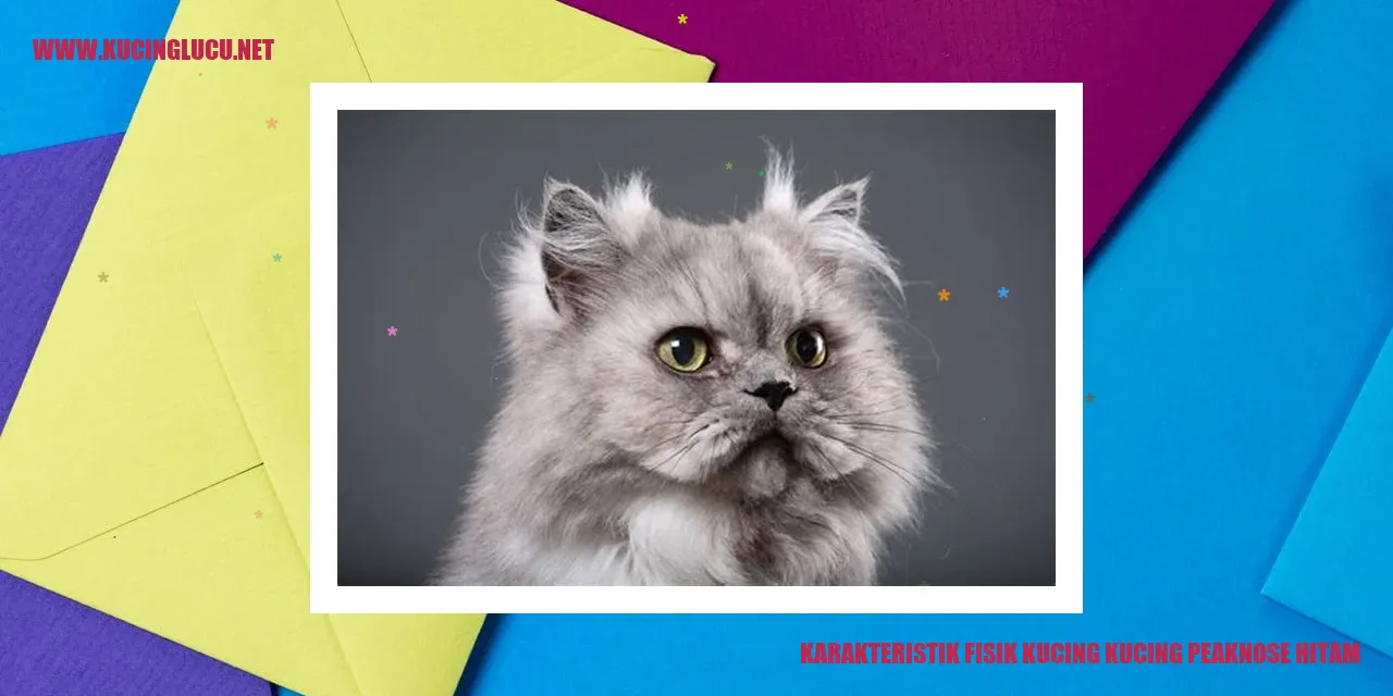 Kucing peaknose hitam