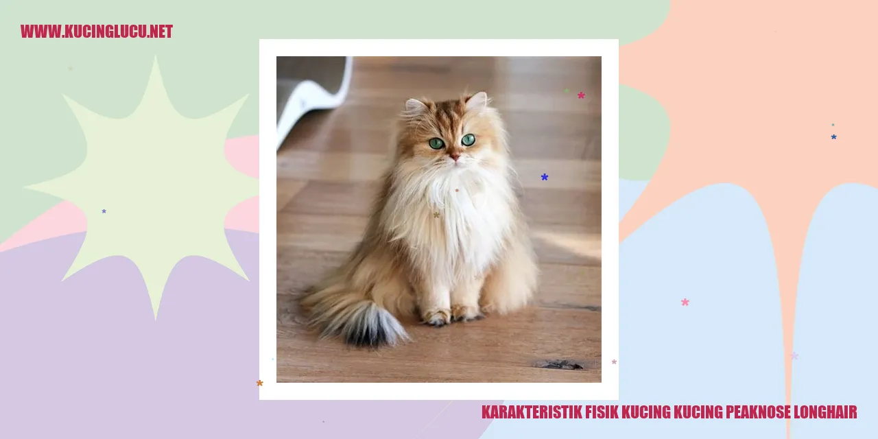 Karakteristik Fisik Kucing kucing peaknose longhair