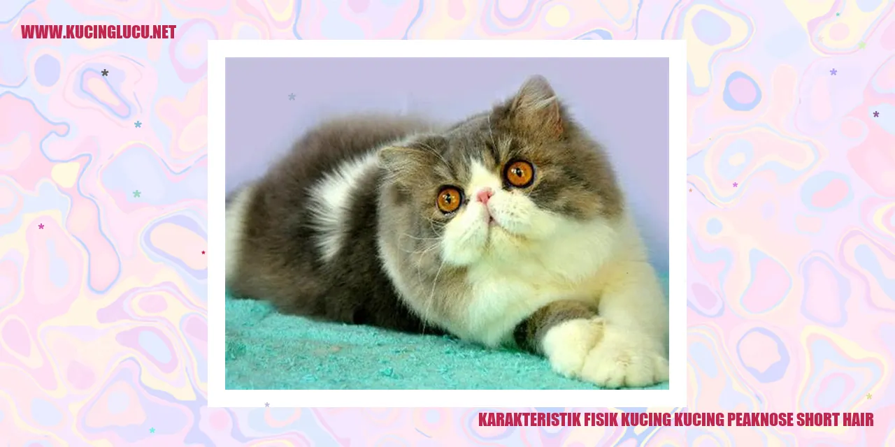 Gambar Kucing Peaknose Short Hair