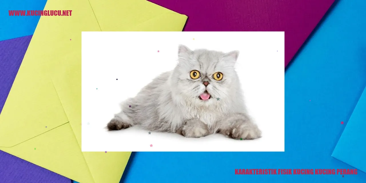 Karakteristik Fisik Kucing kucing perang