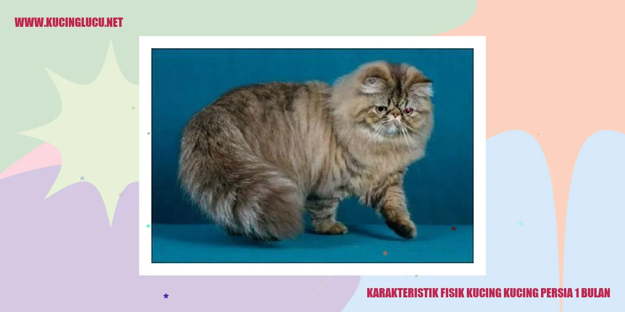 Karakteristik Fisik Kucing Persia 1 Bulan