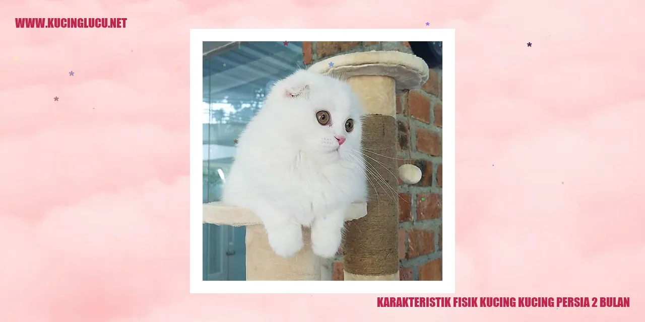 Gambar Kucing Persia 2 Bulan